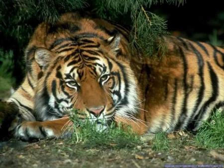 les tigres
